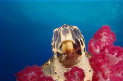 Turtle peeks out from on top of the Yongala wreck by Andy Lerner 